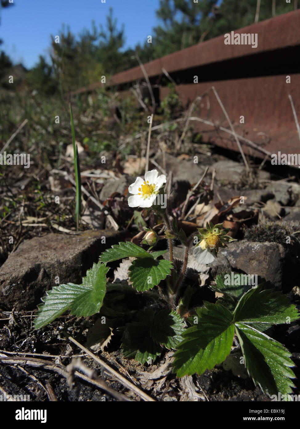 Wilde Erdbeeren, Wald-Erdbeere, Wald Erdbeere (Fragaria Vesca), blühen an einem Railtrack, Deutschland, Nordrhein-Westfalen Stockfoto