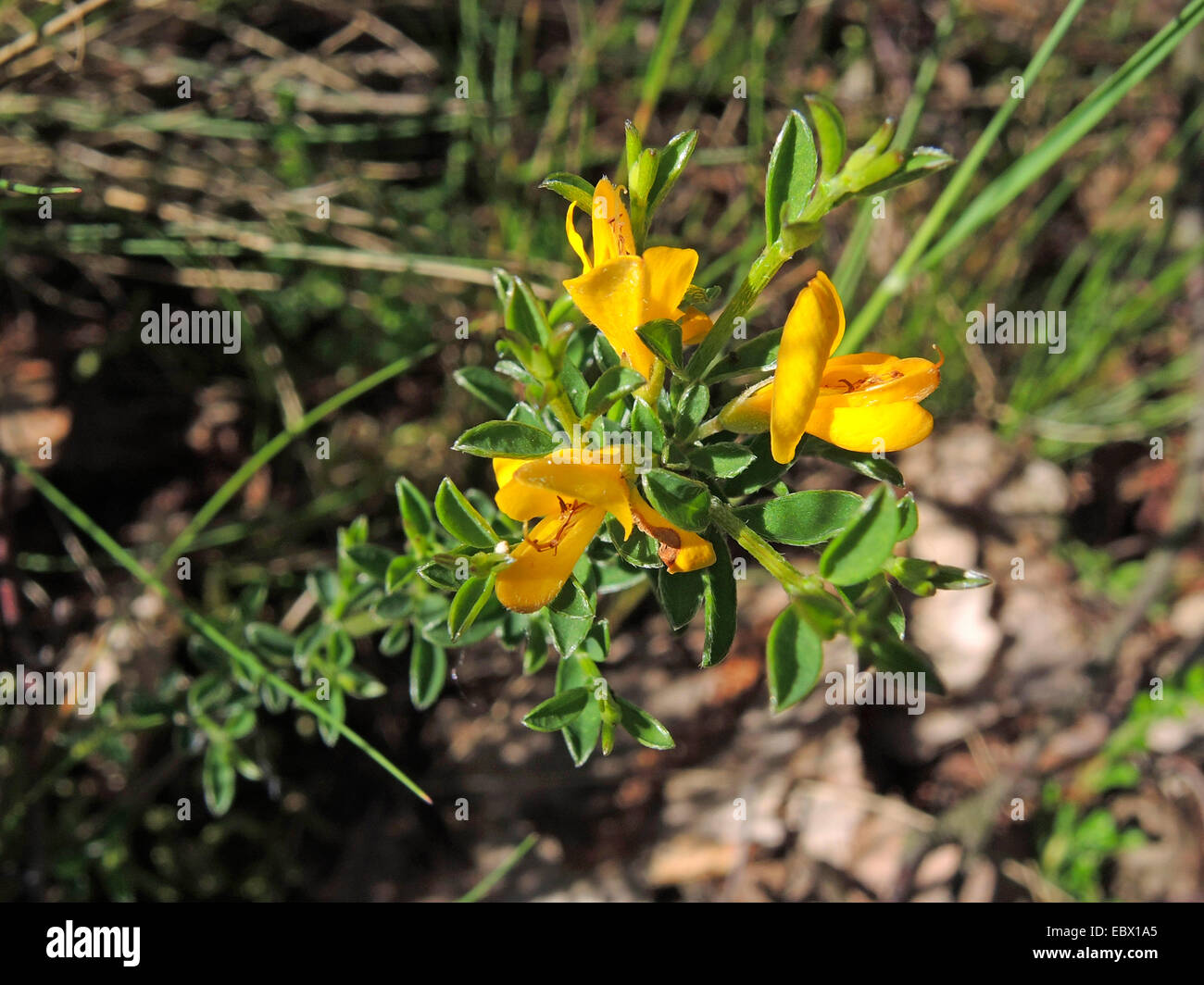 Hairy Greenweed, Vancouver Gold, schleichende Besen, Gold Flash Ginster (Genista Pilosa), blühen, Deutschland, Nordrhein-Westfalen Stockfoto