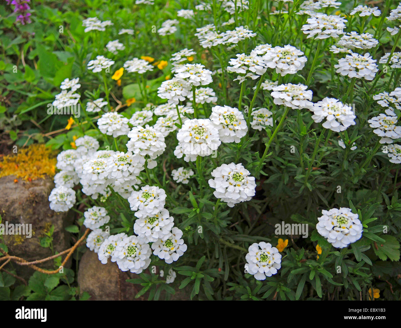 Wilde Schleifenblume, bittere Schleifenblume (Iberis Amara), blühen