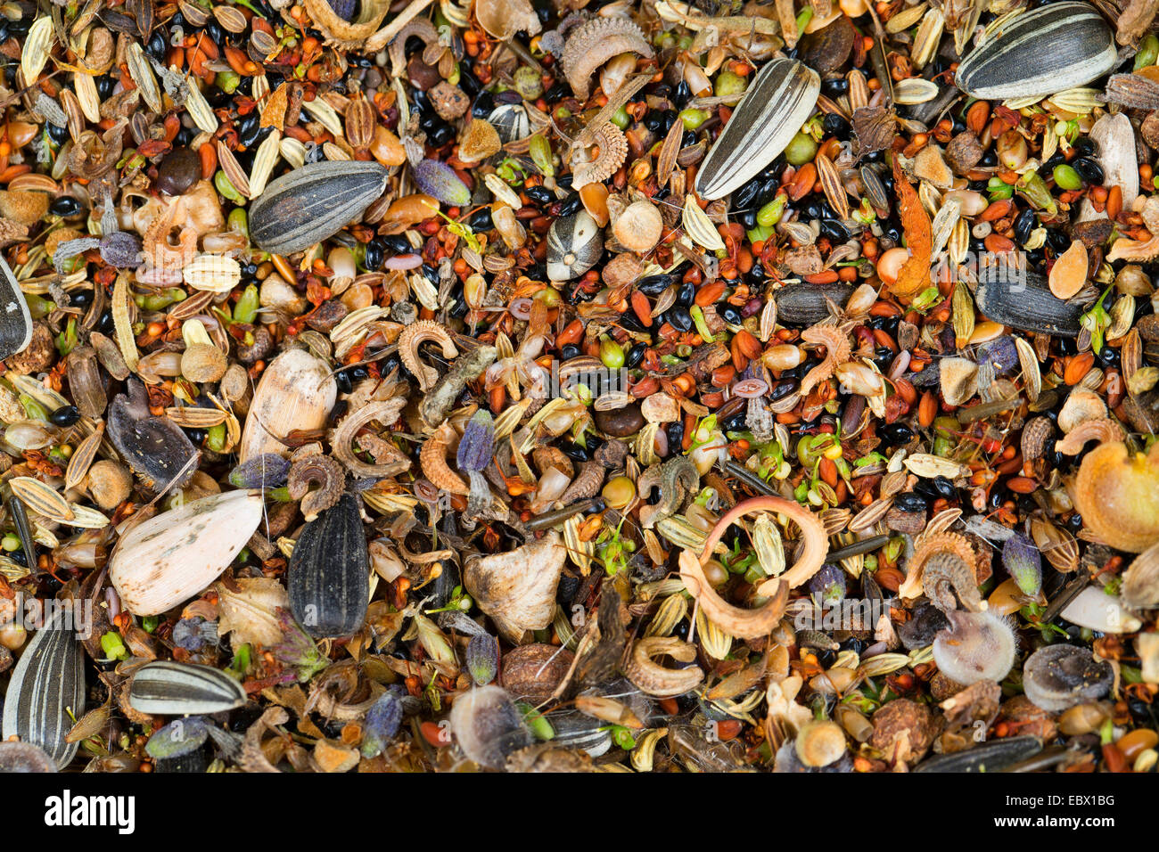 verschiedene Samen und Früchte zur Herstellung von Seedbomb, Deutschland Stockfoto