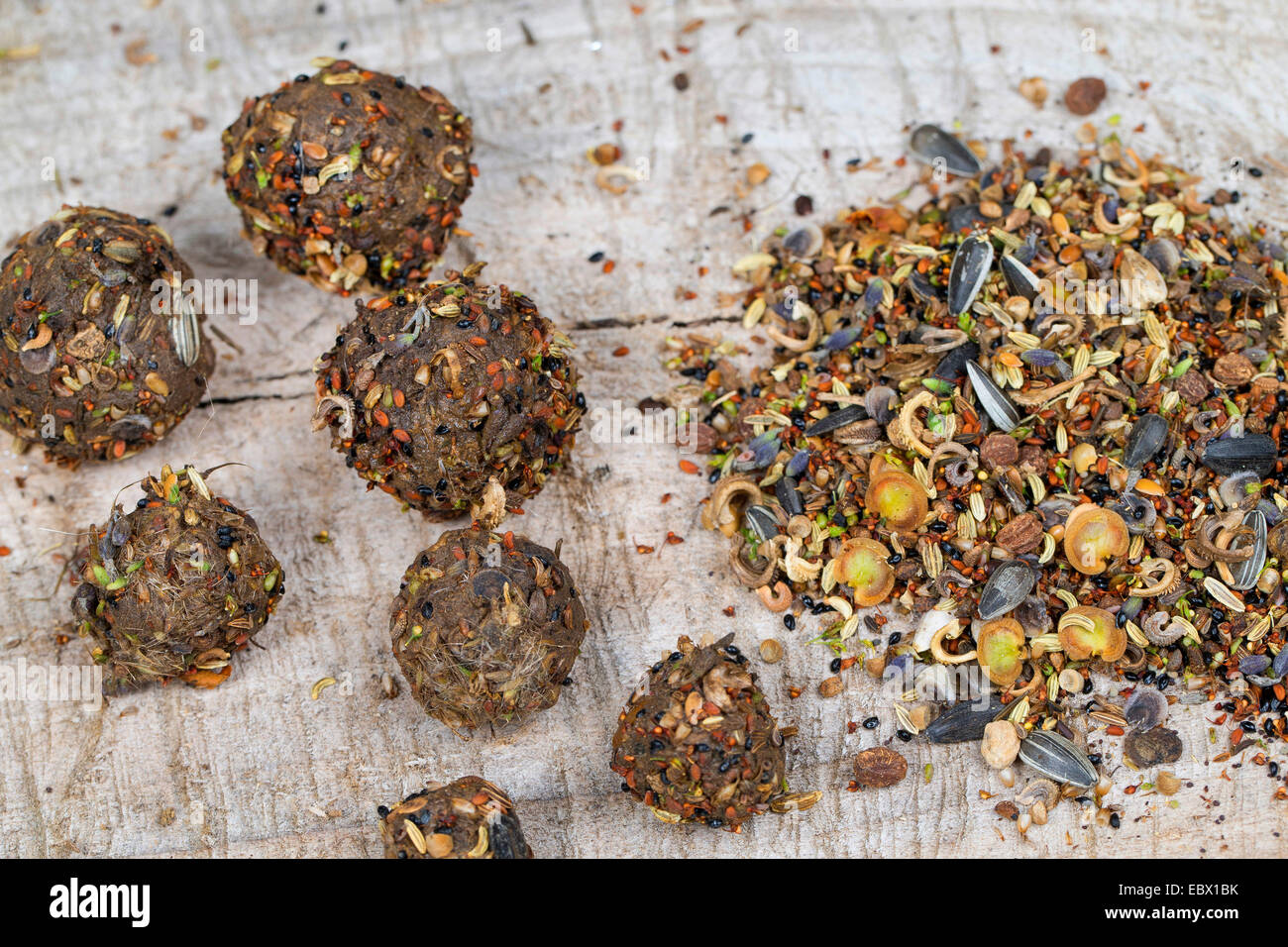 Herstellung Samen Bomben mit verschiedenen Samen und Früchten und Boden, Deutschland Stockfoto