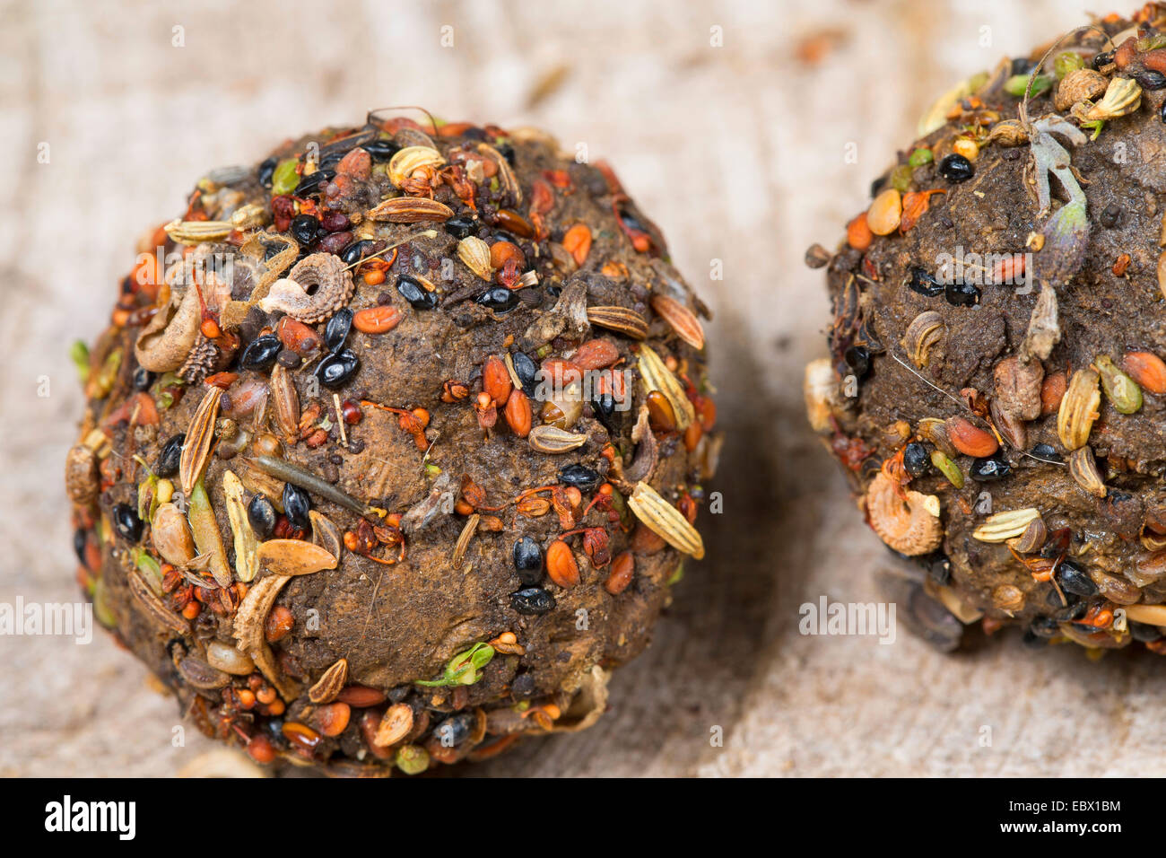 Saatgut-Bomben mit verschiedenen Samen und Früchten und Boden, Deutschland Stockfoto