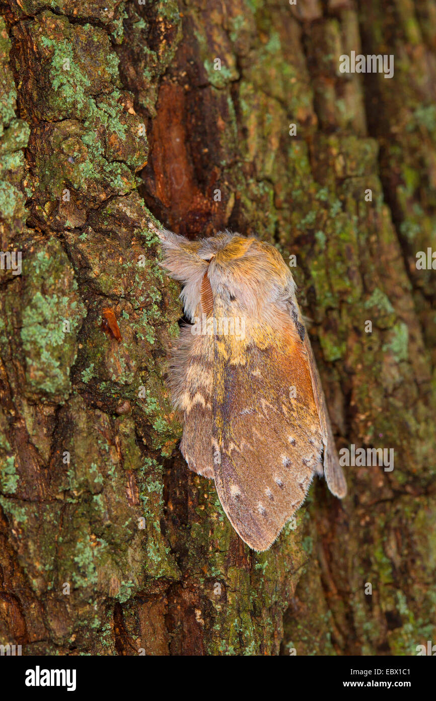 Hummer-Motte (Stauropus Fagi), an einen Baumstamm, Deutschland Stockfoto