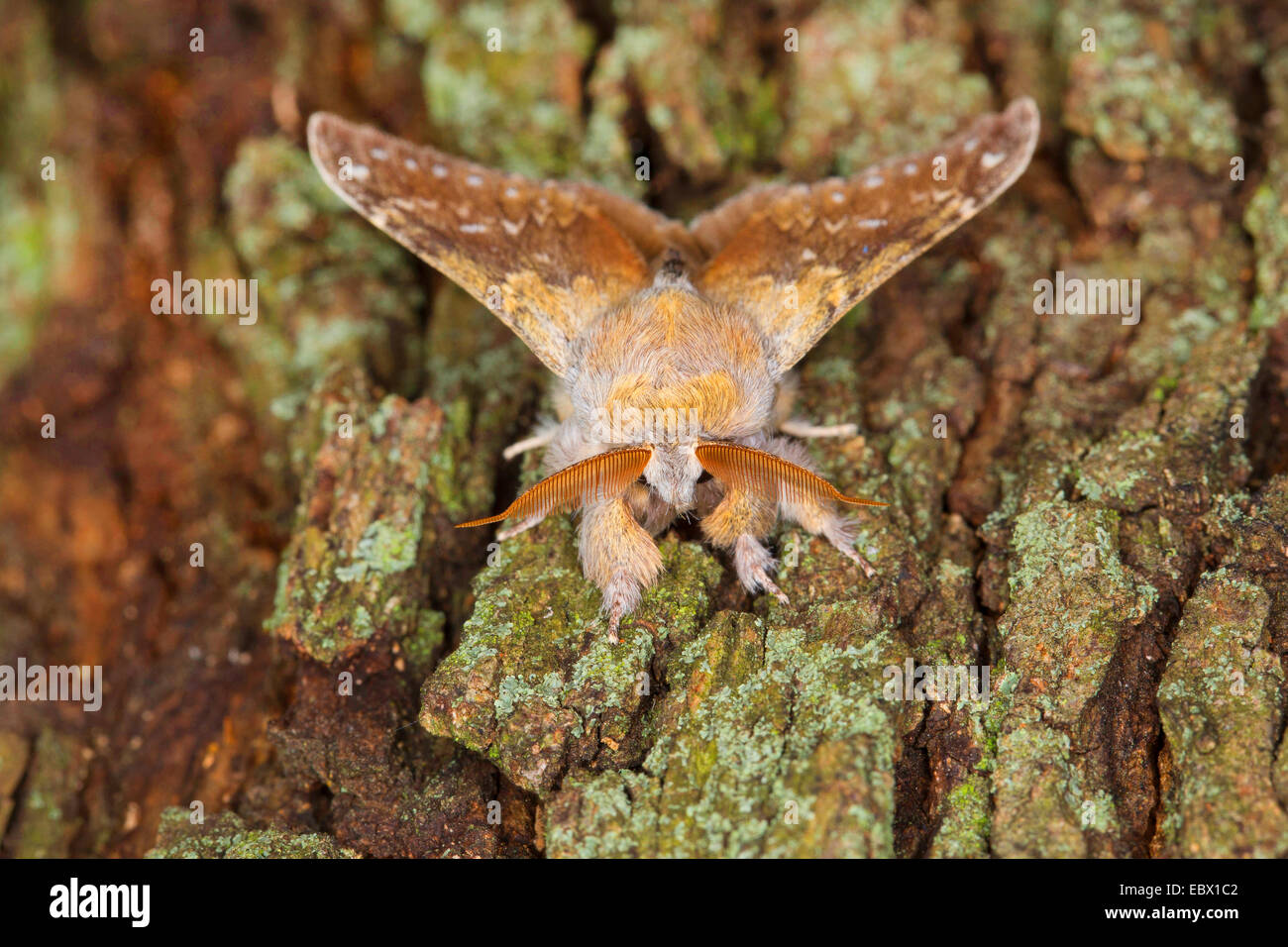 Hummer-Motte (Stauropus Fagi), an einen Baumstamm, Deutschland Stockfoto