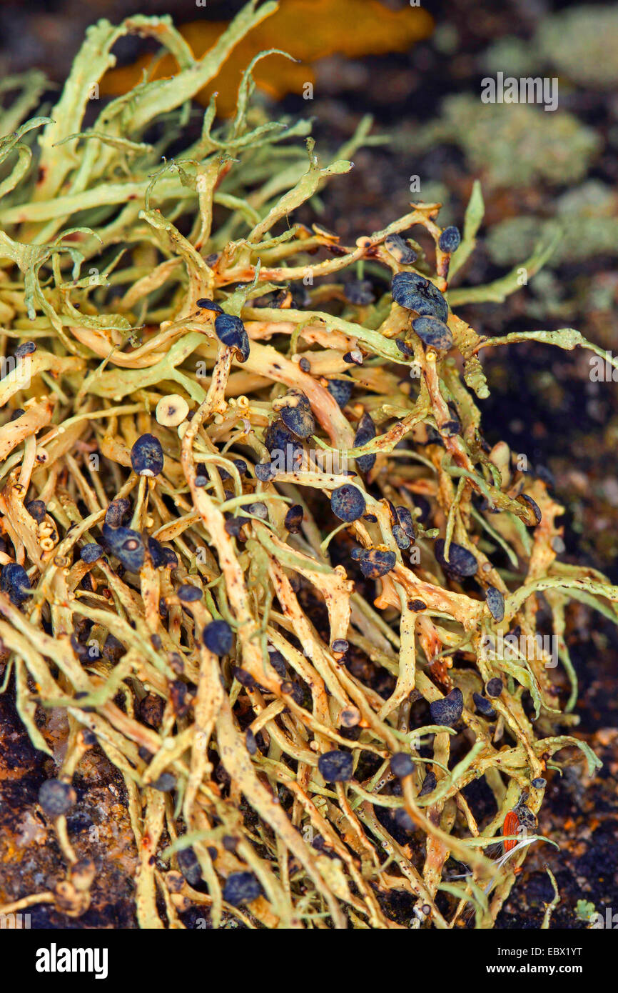 Meer-Elfenbein (Ramalina vgl. Siliquosa), Meer Elfenbein Flechten auf Felsen und Steinmauern auf Küste, Deutschland Stockfoto