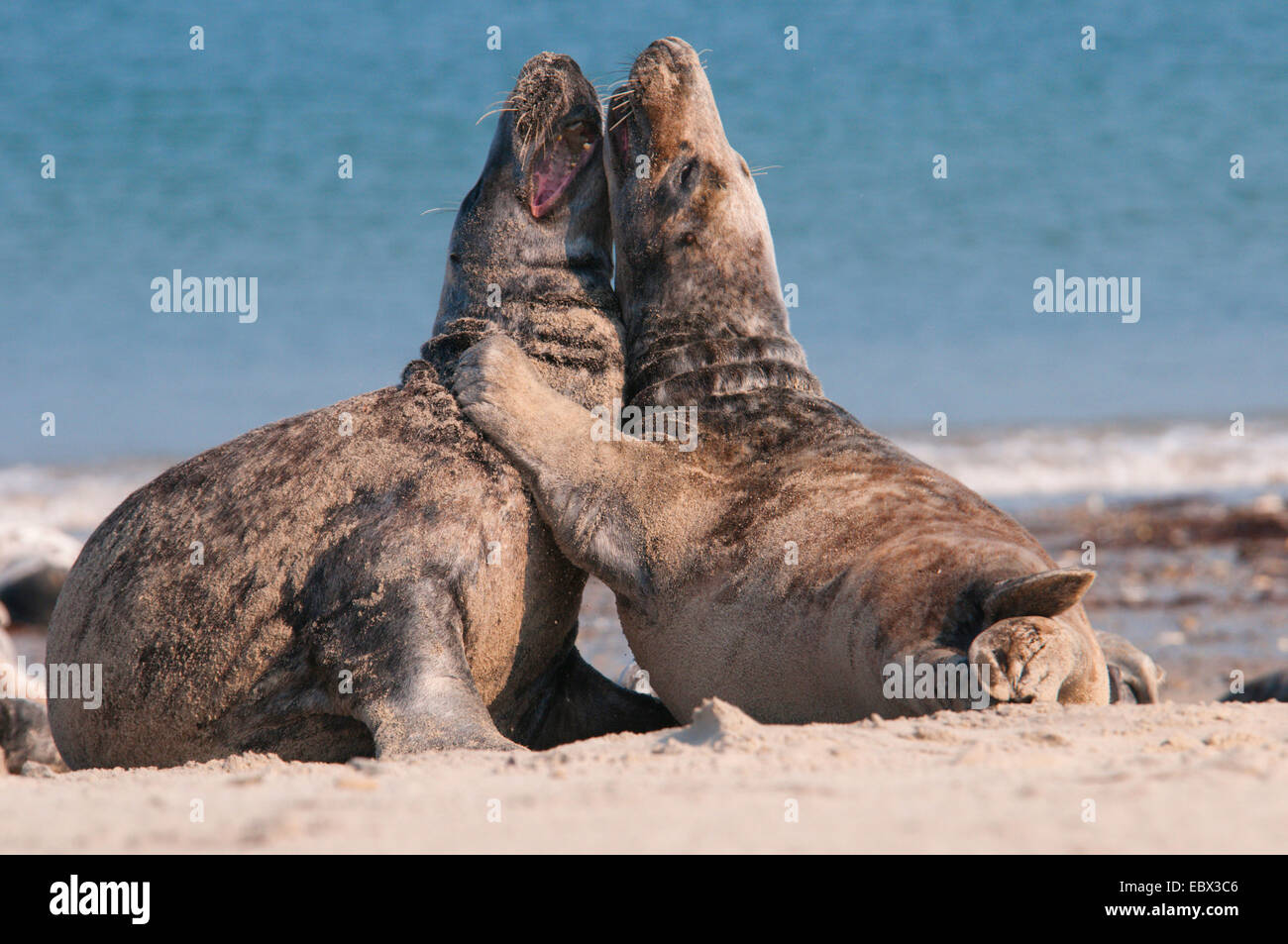 grau (Halichoerus Grypus) versiegeln, zwei Bullen kämpfen am Strand, Deutschland, Schleswig-Holstein, Helgoland Stockfoto