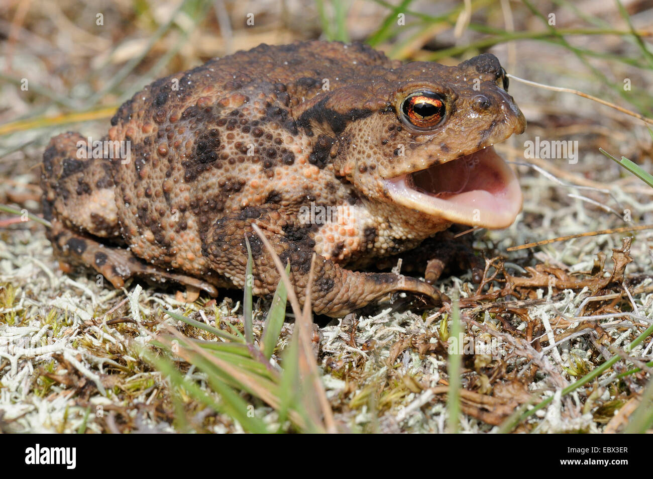Europäischen gemeinsamen Kröte (Bufo Bufo), sitzen auf Moos mit offenem Mund, Dänemark, Westjuetland Stockfoto