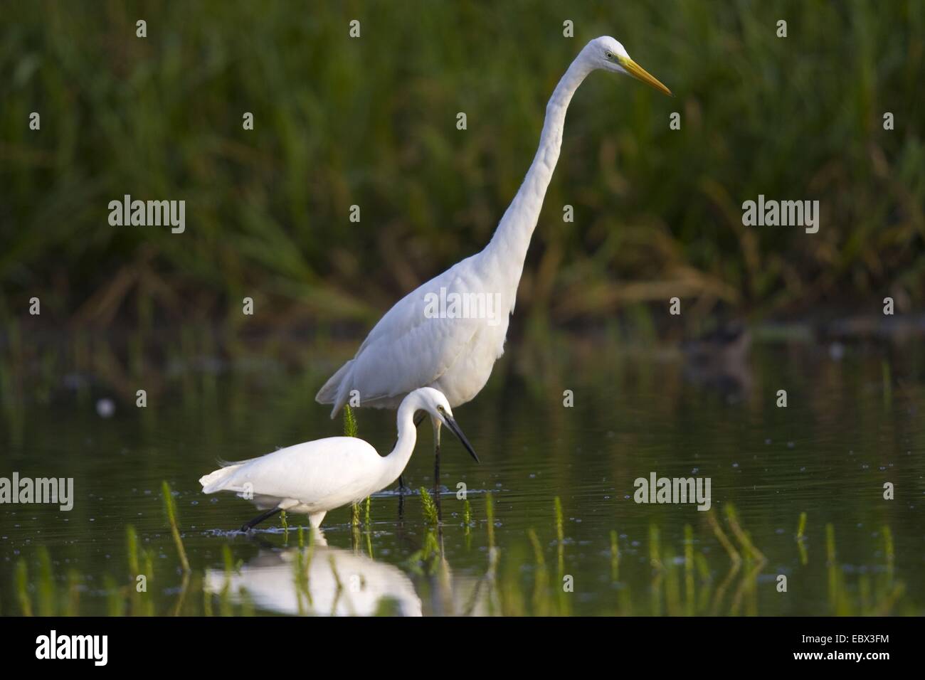 Silberreiher, Silberreiher (Egretta Alba, Casmerodius Albus, Ardea Alba), Erwachsene mit Geflügelspezialitäten stehen in den Bodensee, Schweiz, Sankt Gallen, Rheineck Stockfoto