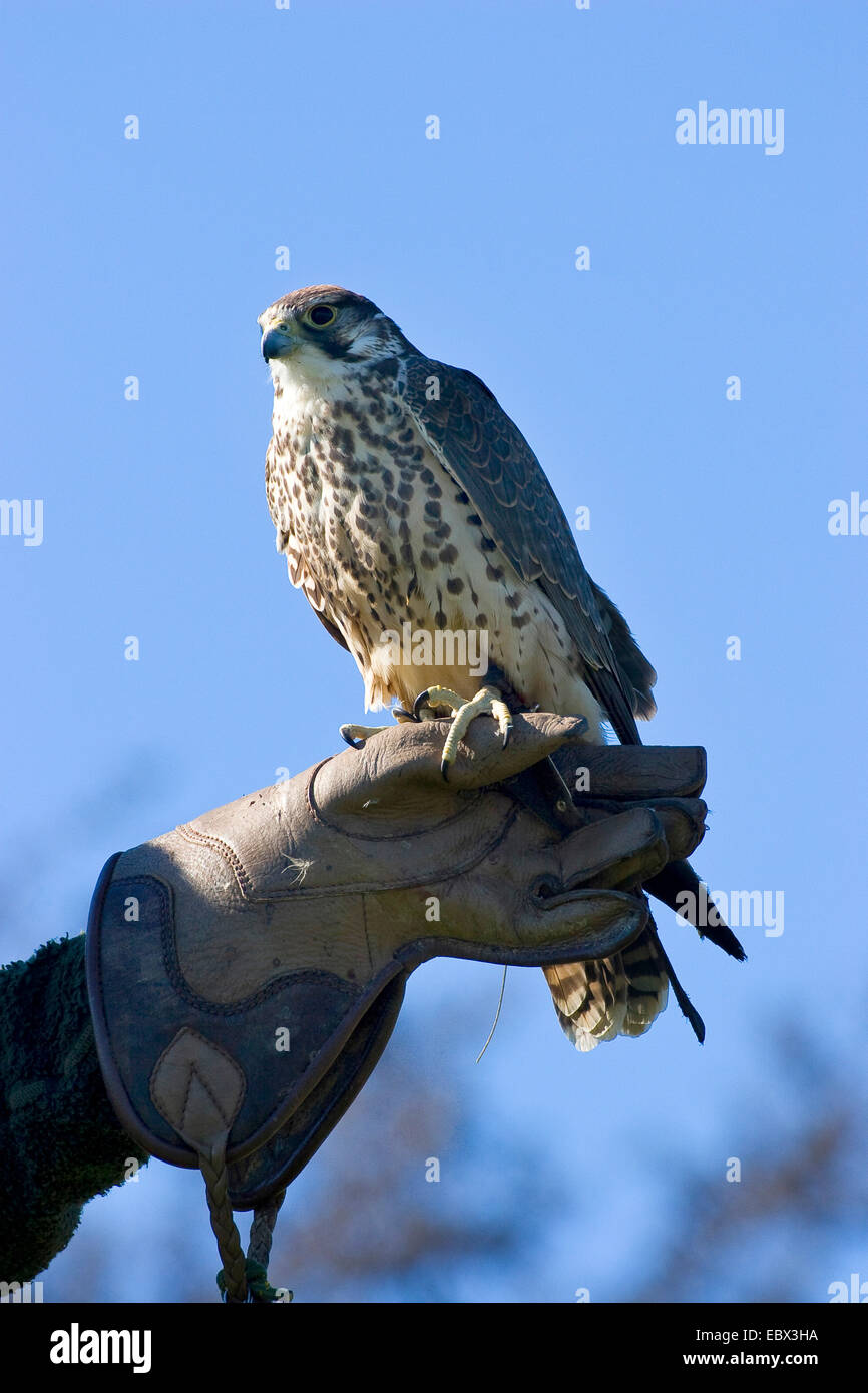 Lanner Falke (Falco Biarmicus), auf dem Arm der Falkner, Deutschland Stockfoto