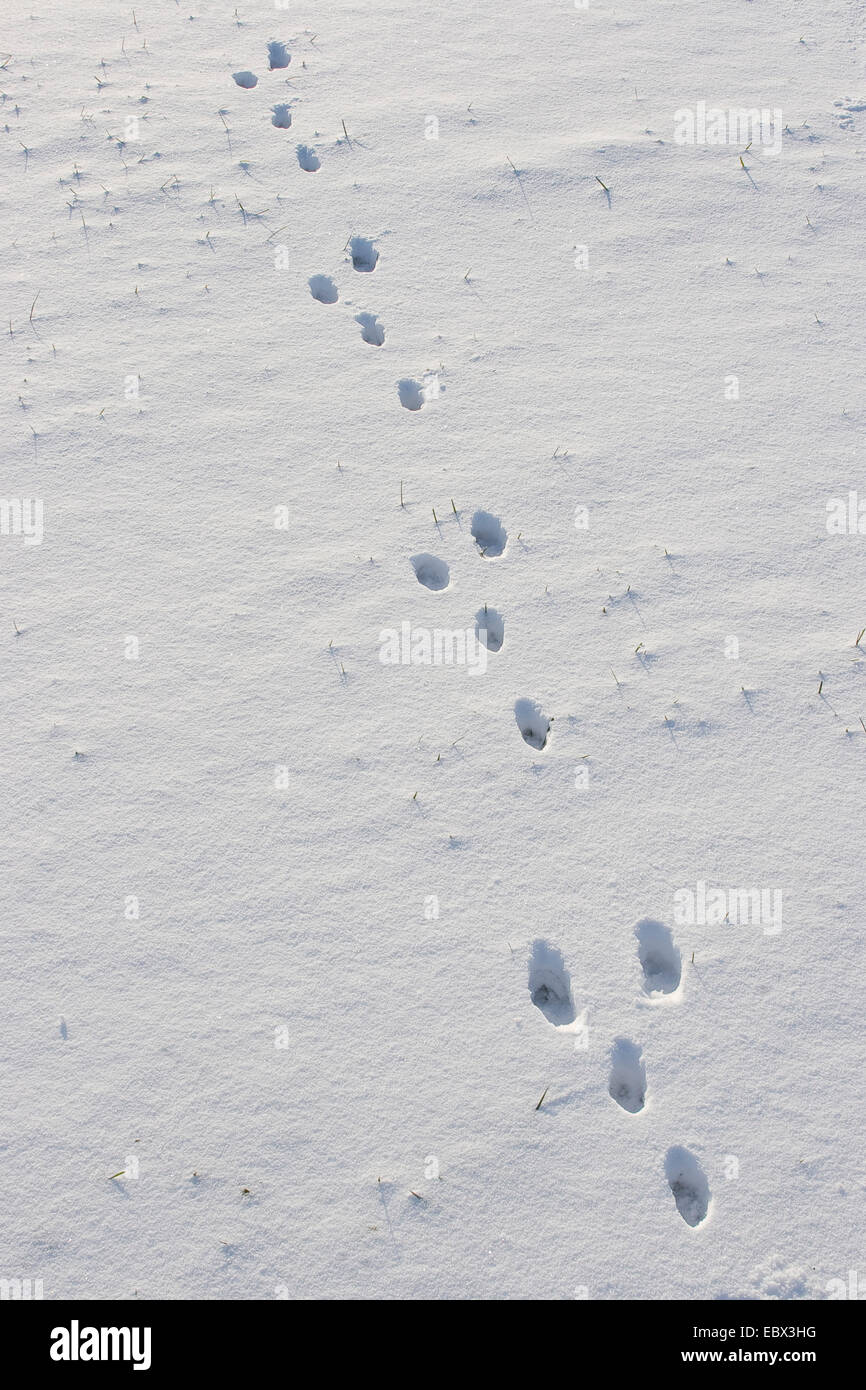 Feldhase (Lepus Europaeus), Spuren im Schnee, Deutschland Stockfoto