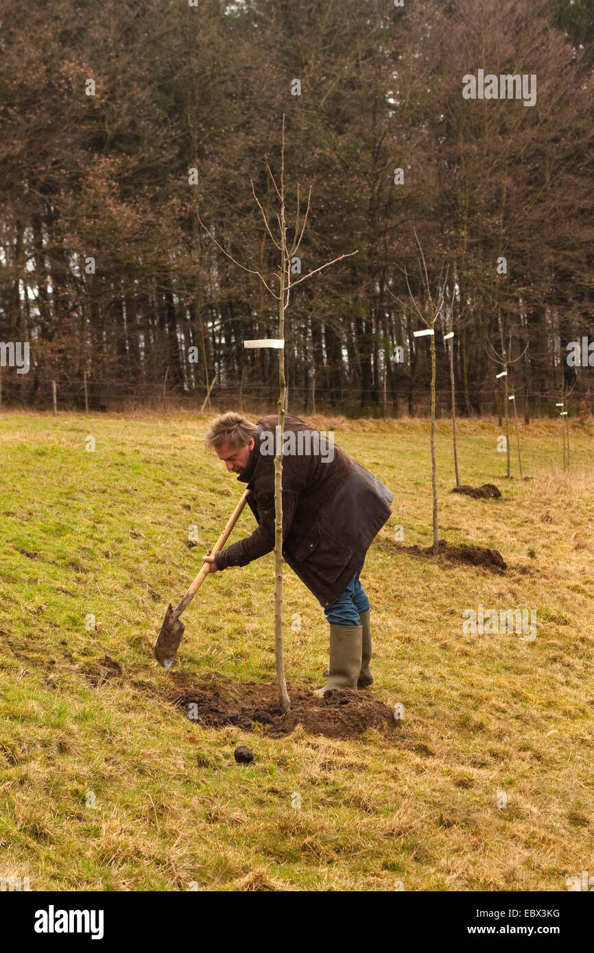 Mann, die Pflanzung eines Obstbaumes, Deutschland, Rheinland-Pfalz Stockfoto
