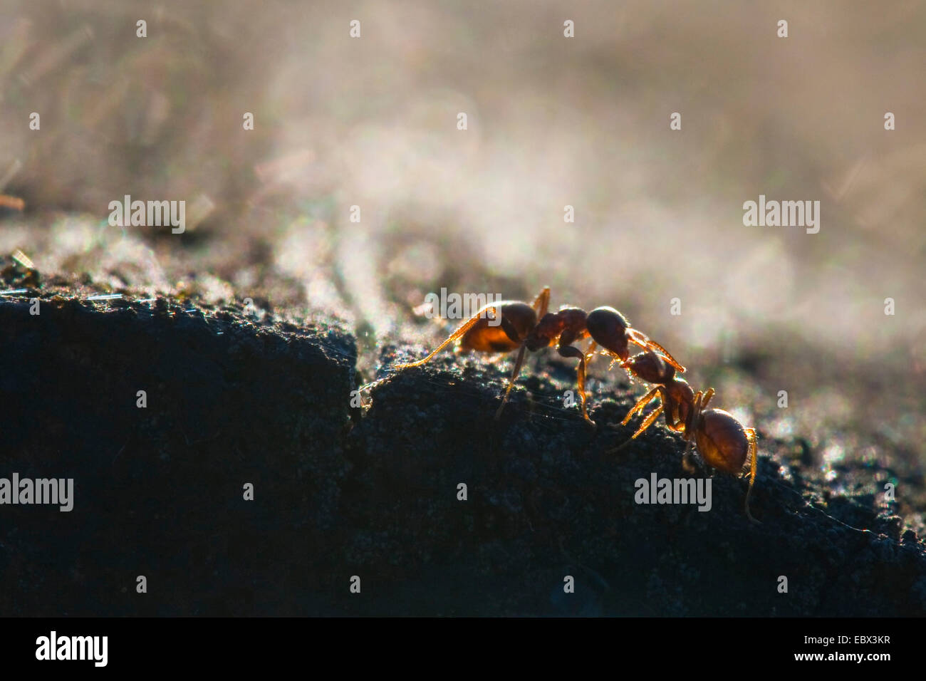 Schwarze Ameise, gemeinsame Schwarze Ameise, Garten Ameisen (Lasius Niger), zwei Personen-gegenüber berühren sich, Deutschland, Nordrhein-Westfalen Stockfoto