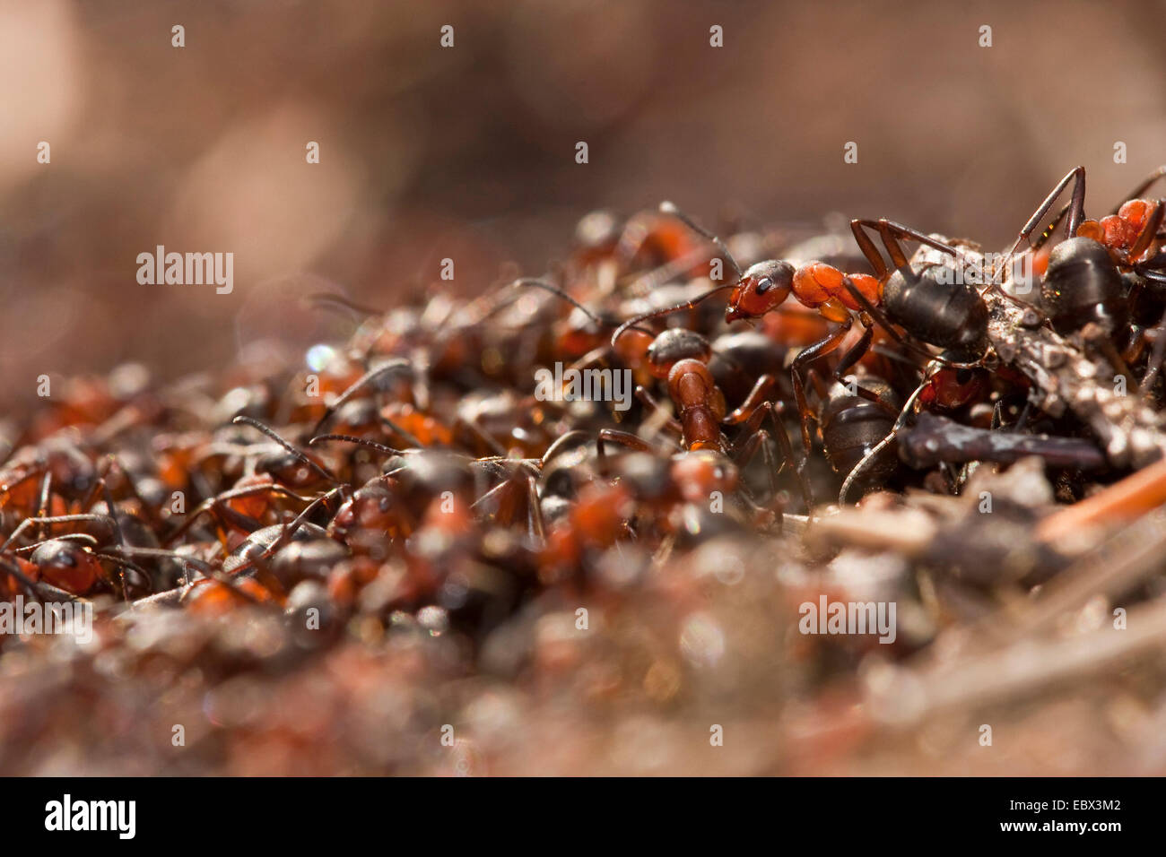 Waldameise (Formica Rufa), auf einem Ameisenhaufen, Deutschland, Nordrhein-Westfalen Stockfoto