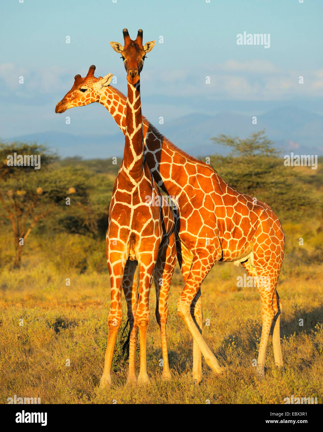 retikuliert Giraffe (Giraffa Plancius Reticulata), zwei junge Männer, die raufenden im Abendlicht, Kenya, Samburu National Reserve Stockfoto