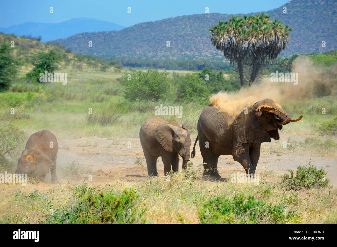 Afrikanischer Elefant (Loxodonta Africana), Staub Elefanten Baden in die Landschaft des nördlichen Kenia, Kenya, Samburu National Reserve Stockfoto