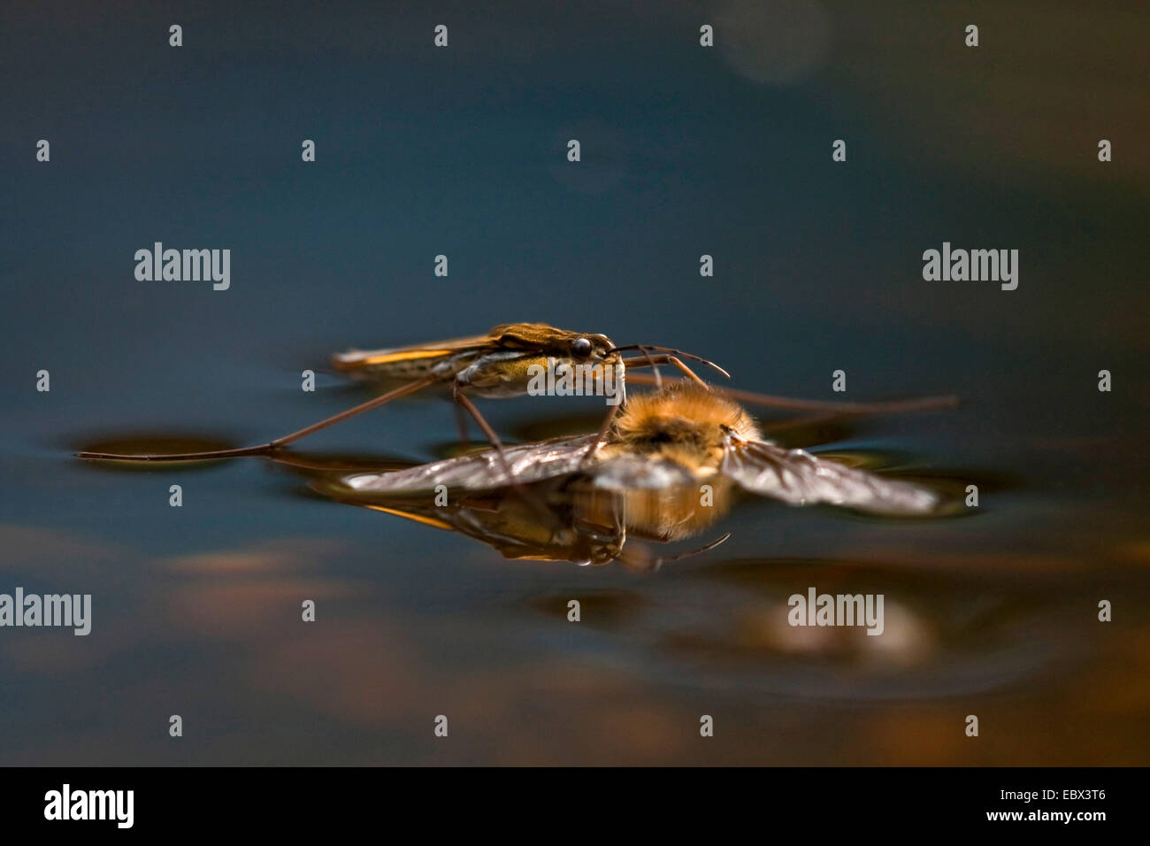 Teich-Skater, Wasser Strider Teich Skipper (Gerris Lacustris), individuelle saugen an einem betrunkenen Honigbiene, Deutschland, Rheinland-Pfalz Stockfoto