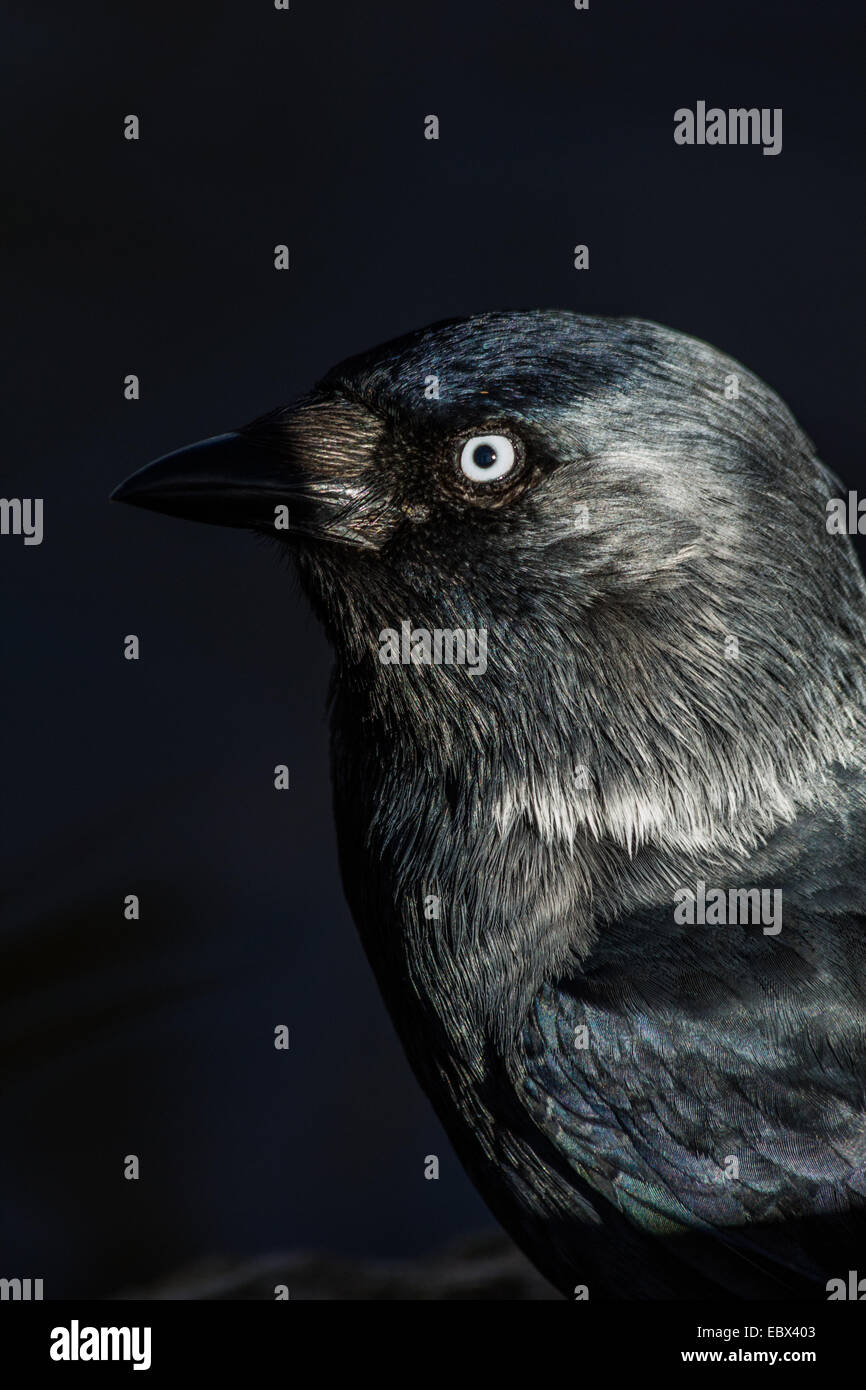 Finsteren Krähe Profil Stockfoto