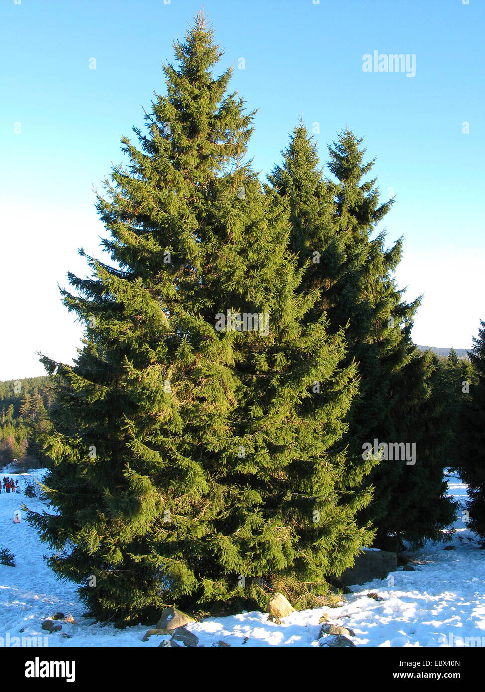 Gemeine Fichte (Picea Abies), im Winter, Deutschland Stockfoto