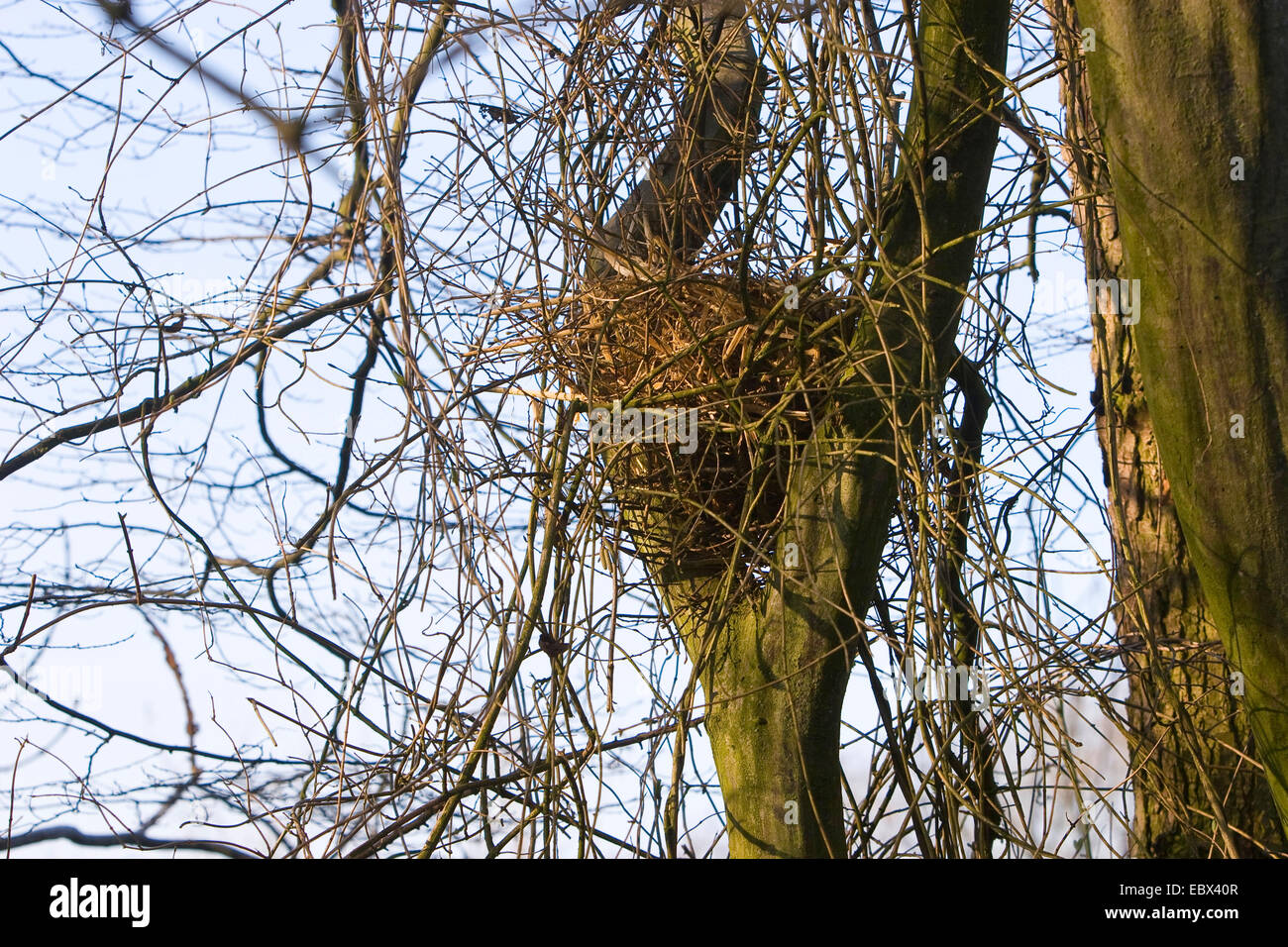 Europäische Eichhörnchen, eurasische Eichhörnchen (Sciurus Vulgaris), Nest, Deutschland Stockfoto