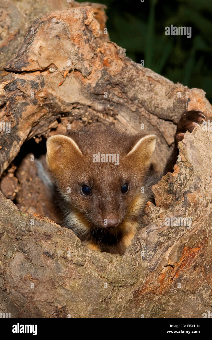 Europäischen Baummarder (Martes Martes), juvenile in eine Baumhöhle, Deutschland Stockfoto