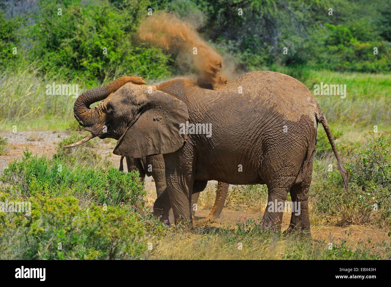 Afrikanischer Elefant (Loxodonta Africana), Staub Bad nach einem Schlammbad, Kenya, Samburu National Reserve Stockfoto