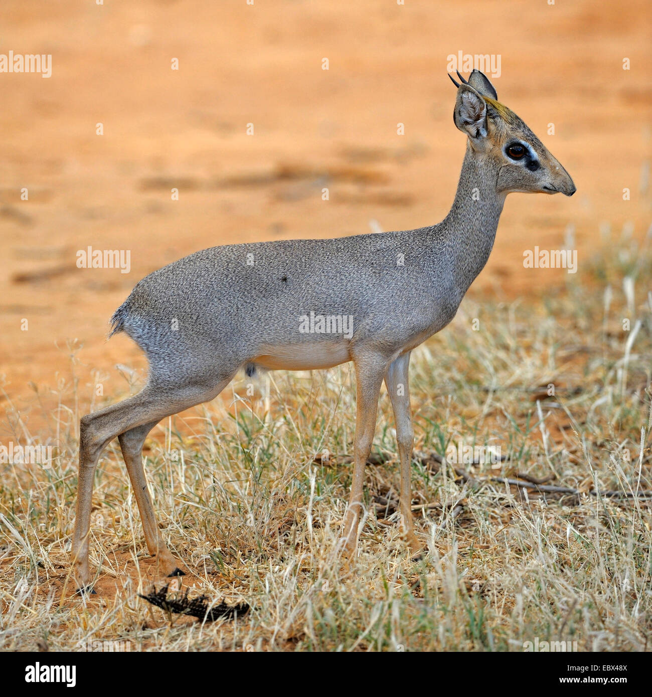 Kirk-Dikdik, Kirk Dikdiks, Damara Dik (Madoqua Kirkii), Männlich, Kenya, Samburu National Reserve zu sichern Stockfoto