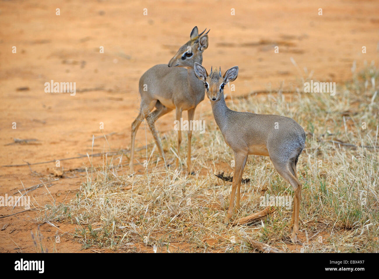 Kirk-Dikdik, Kirk-Dikdiks, Damara Dik (Madoqua Kirkii), paar in ihrem Lebensraum, Kenya, Samburu National Reserve Stockfoto