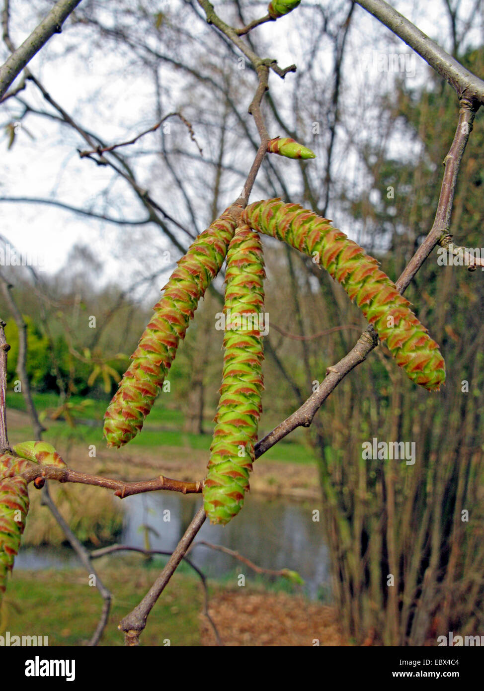 Hop Hainbuche, Europäische Hop Hainbuche (Ostrya Carpinifolia), männliche Kätzchen im Keim zu ersticken, Deutschland Stockfoto