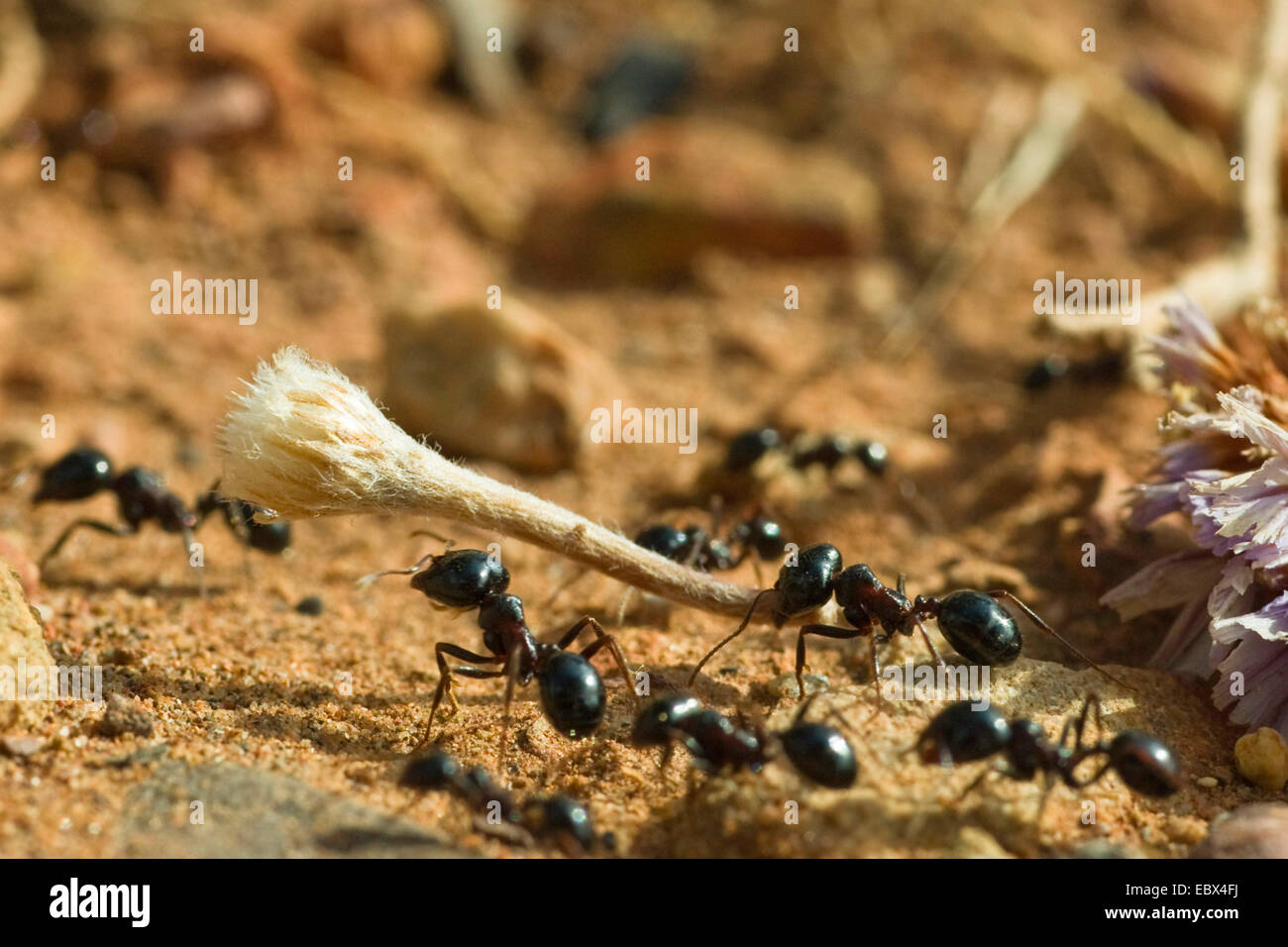 Ameise (Messor Spec), Ameisen sammeln Samen, Griechenland Stockfoto
