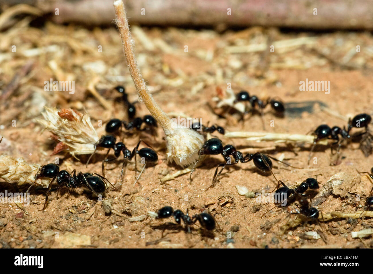 Ameise (Messor Spec), Ameisen sammeln Samen, Griechenland Stockfoto