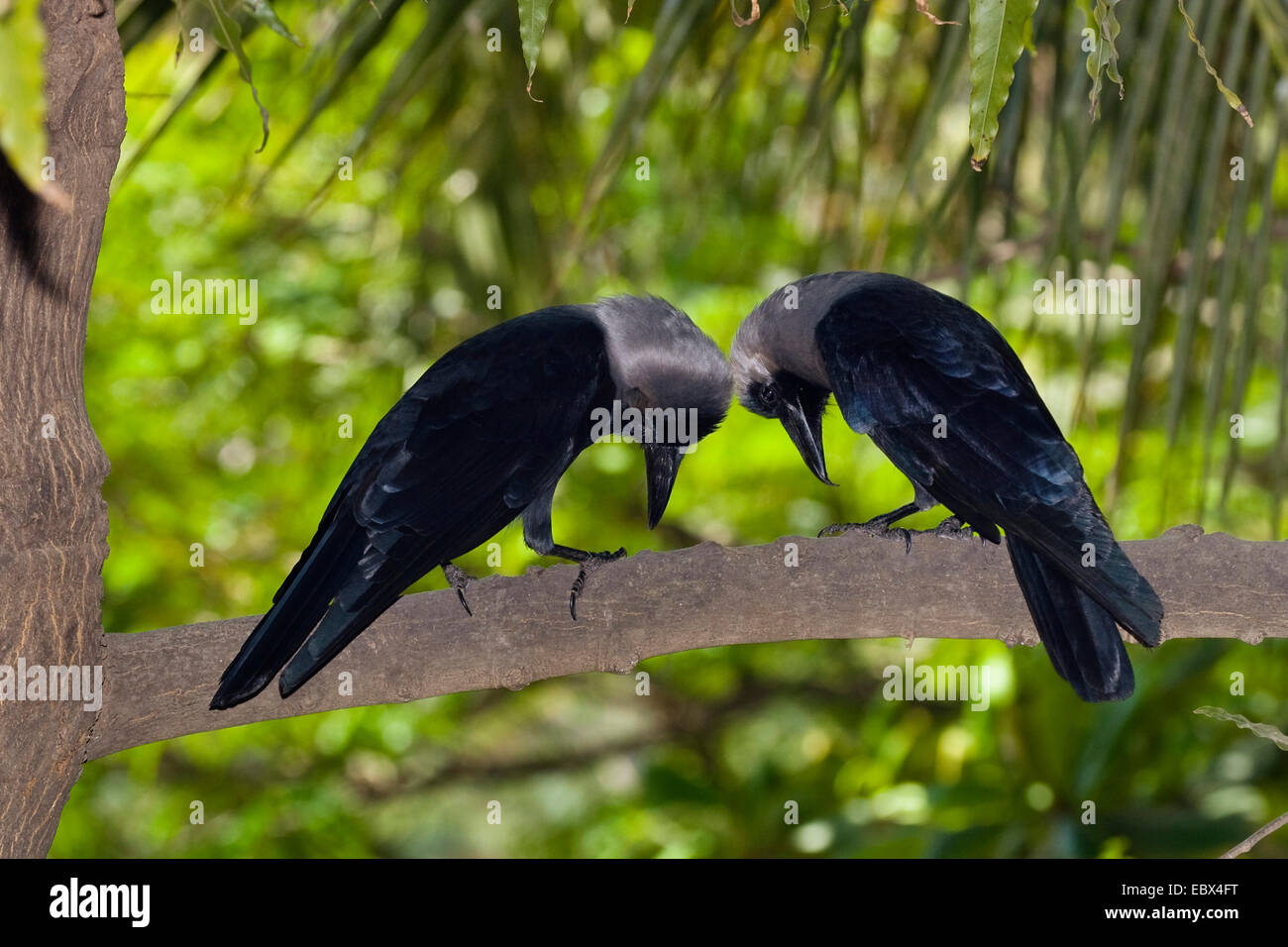 Haus-Krähe (Corvus Splendens), paar, Indien, Chennai Stockfoto