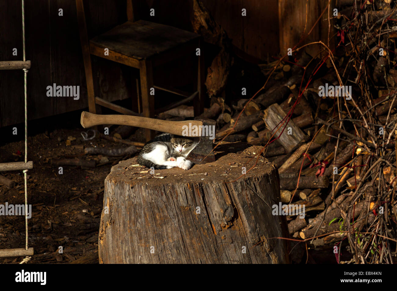 Junge Katze legen neben eines kleines Axt in einen hölzernen Hackstock eingebettet Stockfoto