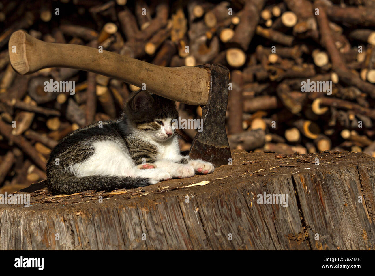 Junge Katze legen neben eines kleines Axt in einen hölzernen Hackstock eingebettet Stockfoto