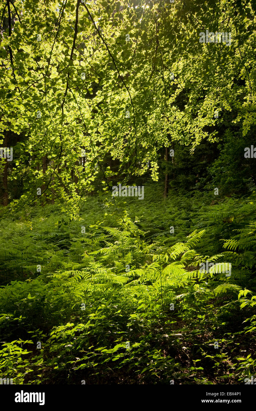 Adlerfarn Farn (Pteridium Aquilinum), clearing mit Adlerfarn Farn, Deutschland Stockfoto