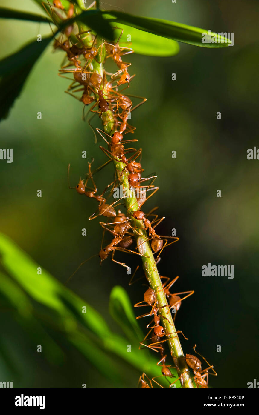 Oecophylla spec (Oecophylla spec.), Weberameisen im Regenwald, Indien, Andamanen, Havelock Island Stockfoto