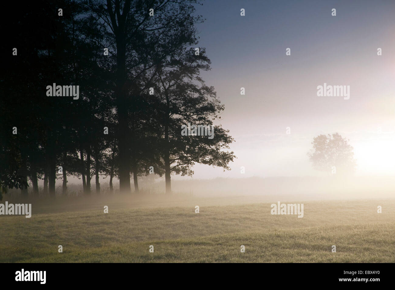 Morgennebel über eine Wiese im Herbst, Deutschland, Sachsen, Vogtlaendische Schweiz Stockfoto