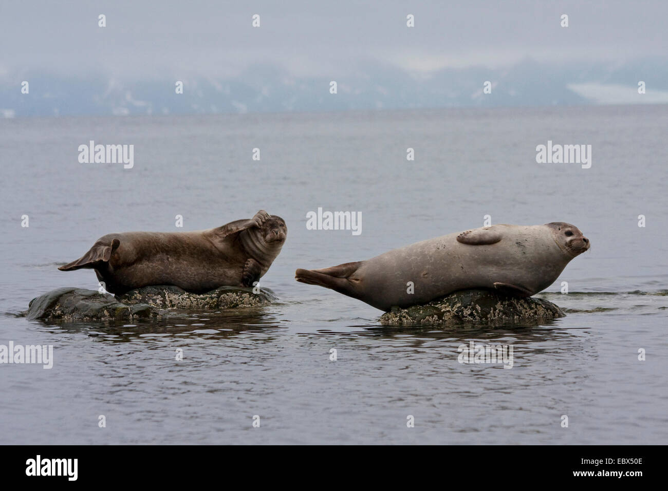 Harbor Seal, Seehunde (Phoca Vitulina), ruht auf Felsen im Meer, Gletscher in den Hintergrund, Norwegen, Spitzbergen, Forlandsundet Fuglehuken Stockfoto