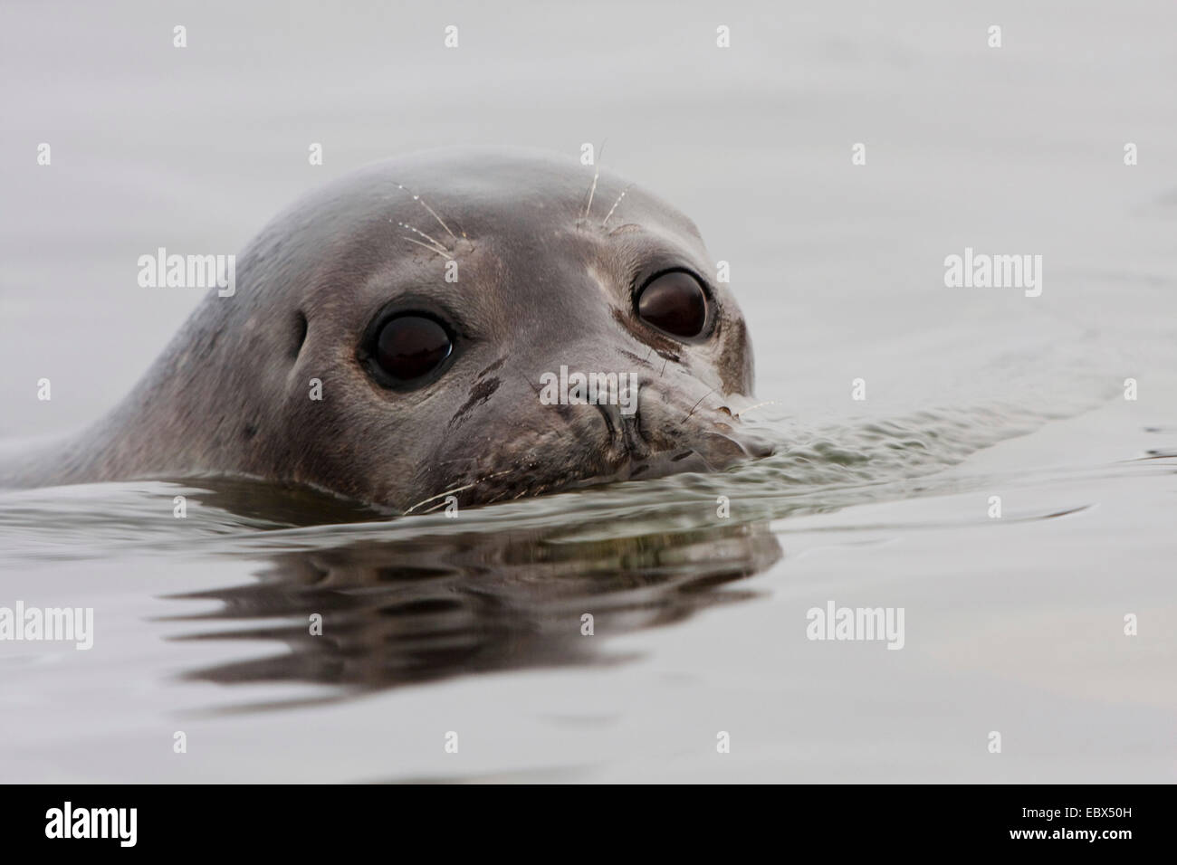 Harbor Seal, Seehunde (Phoca Vitulina), Portrait in Wasser, Norwegen, Spitzbergen, Forlandsundet Fuglehuken Stockfoto