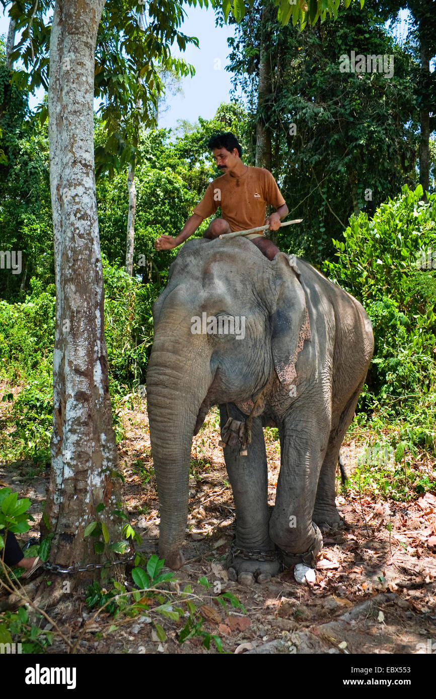 Indischer Elefant (Elephas Maximus Indicus, Elephas Maximus Bengalensis), arbeiten Elefanten im Regenwald mit Mahout, Indien, Andaman Inseln, Havelock Island Stockfoto