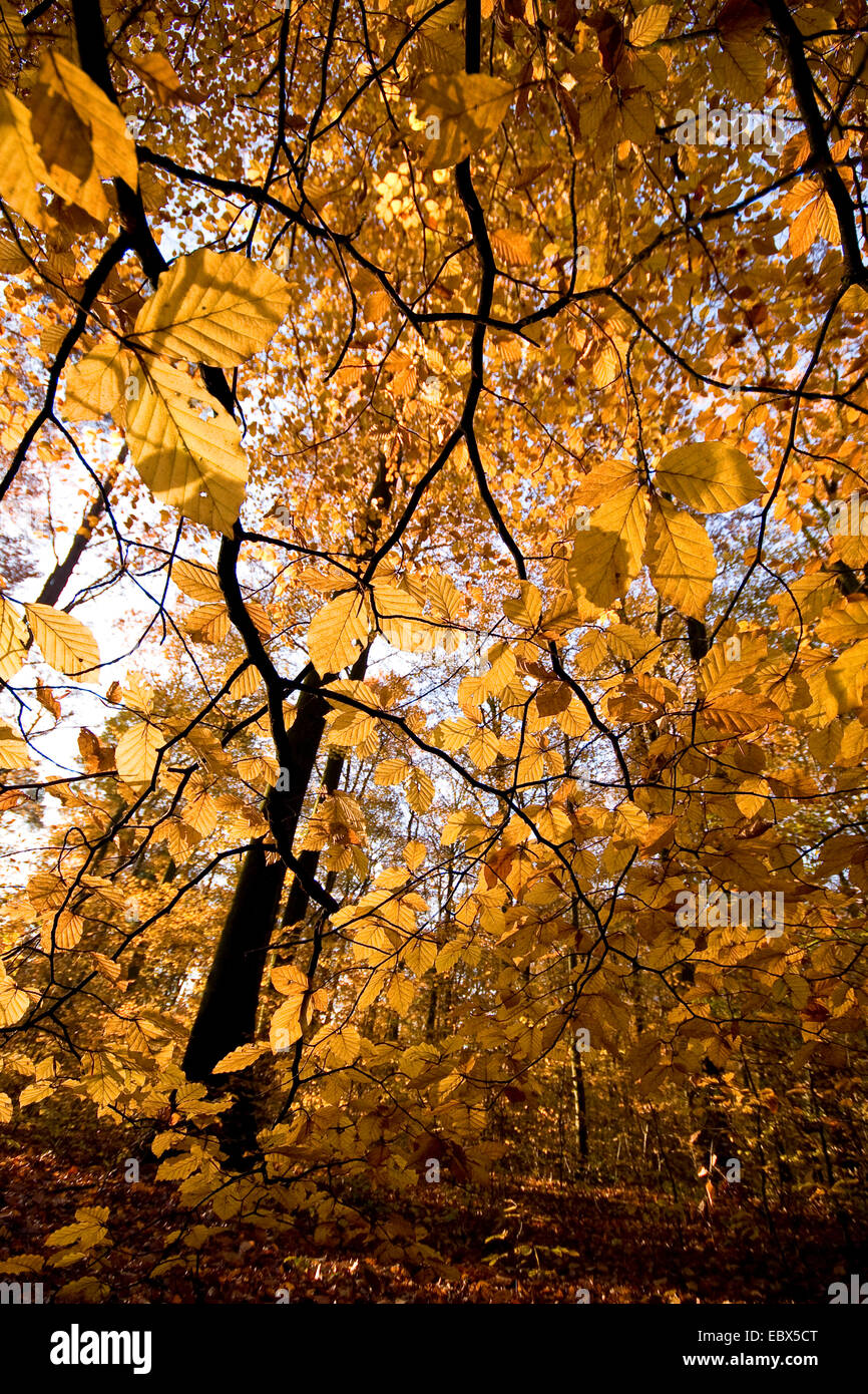 Rotbuche (Fagus Sylvatica), zweigt im Herbst bei Gegenlicht, Deutschland Stockfoto