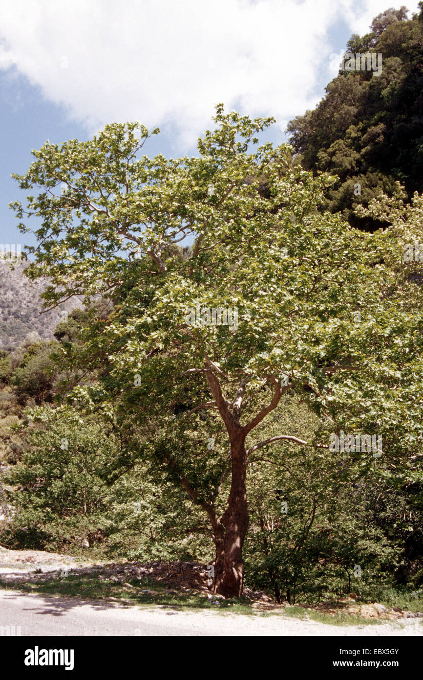 Lacewood, orientalische Flugzeug (Platanus Orientalis), einziger Baum Stockfoto