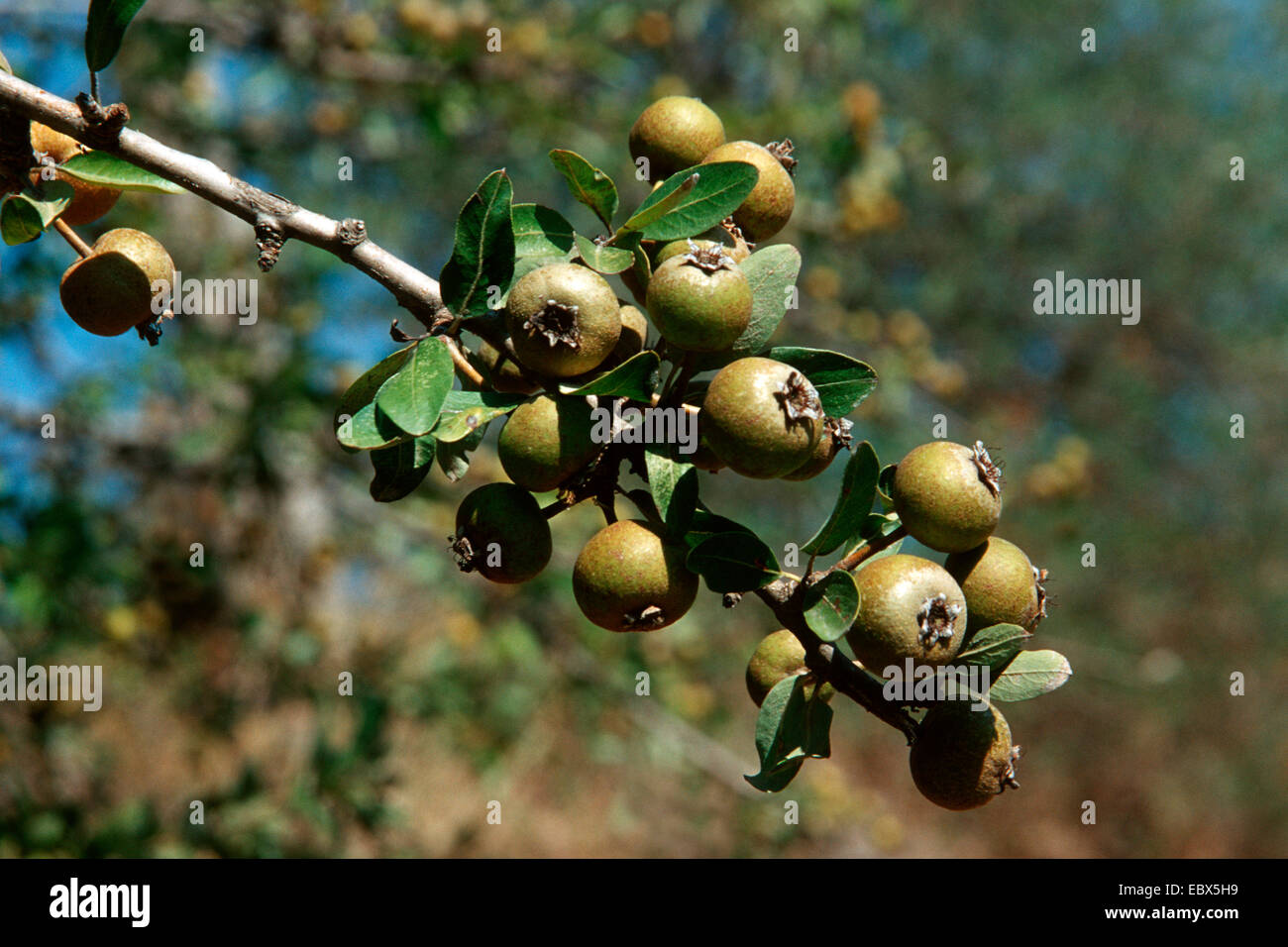 Mandel-leaved Birne (Pyrus Amygdaliformis), Zweig mit Früchten Stockfoto