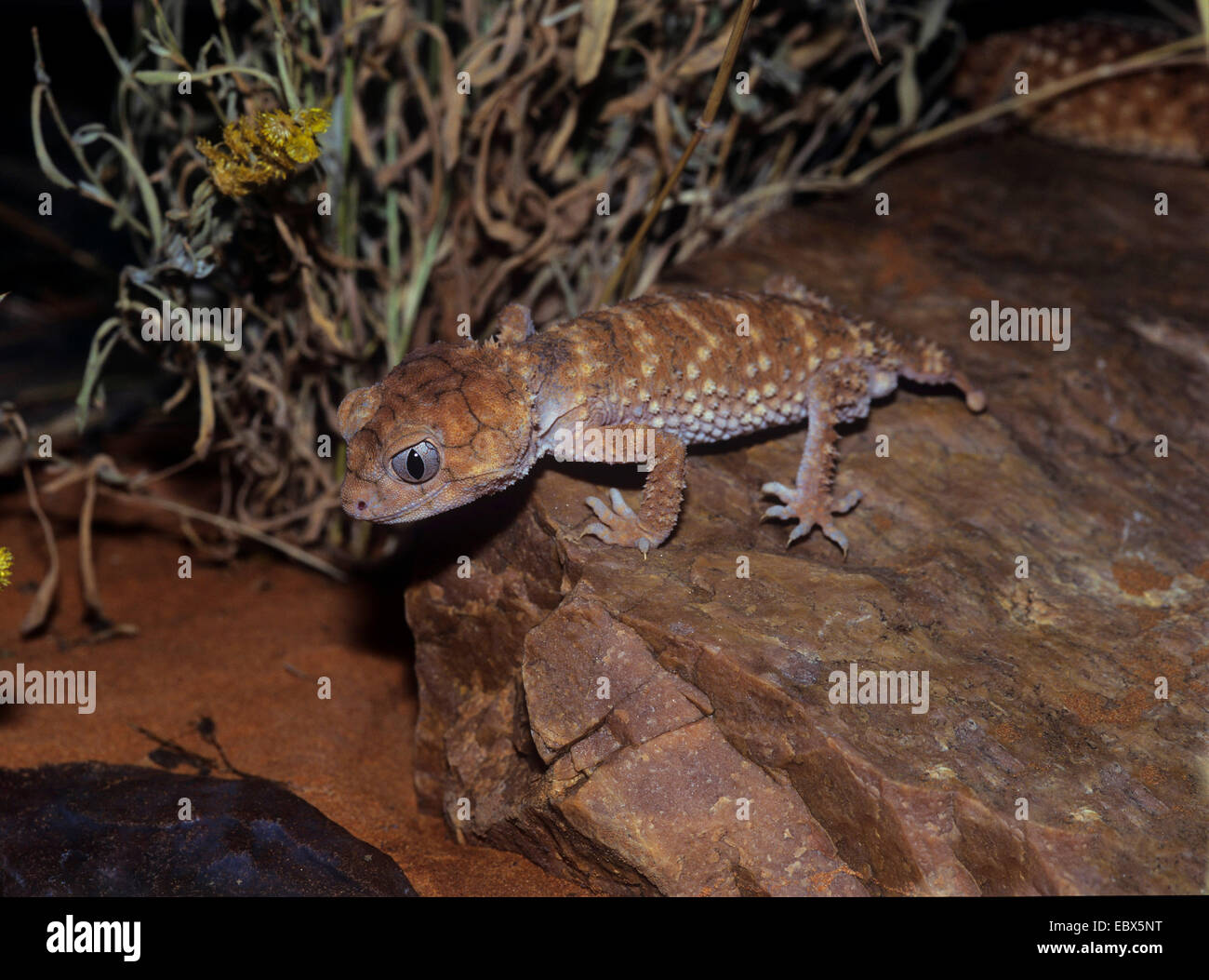 Knopf-Tailed Gecko (Nephrurus Levis), auf einem Stein sitzend Stockfoto