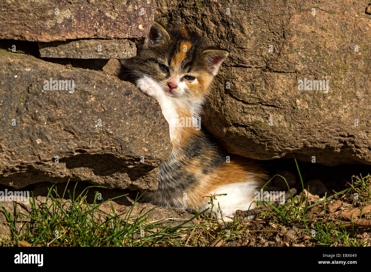 Junge Katze Schildpatt (Kitten) zwischen Felsen Stockfoto