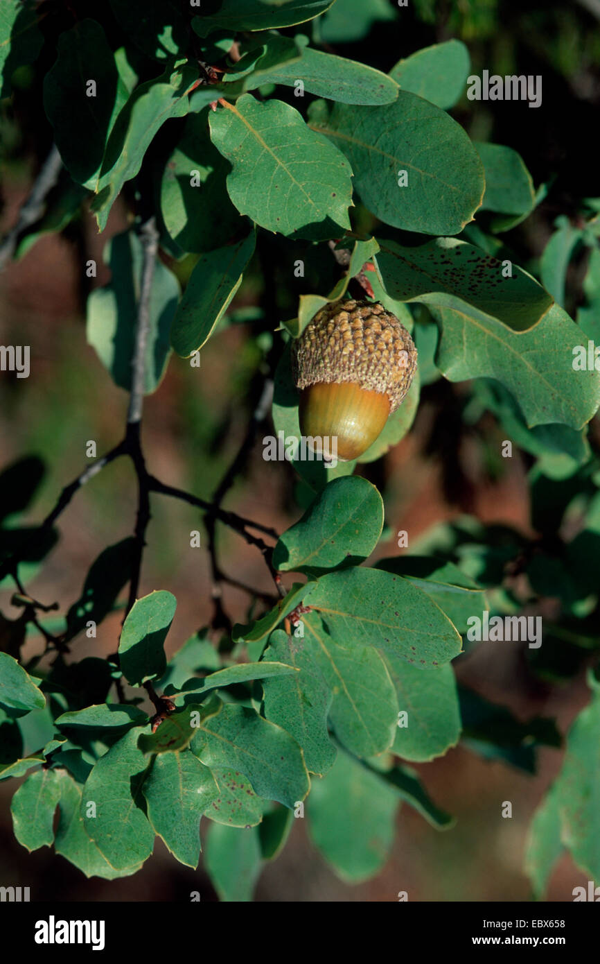 Quercus Aucheri (Quercus Aucheri), mit Eichel, Türkei Stockfoto