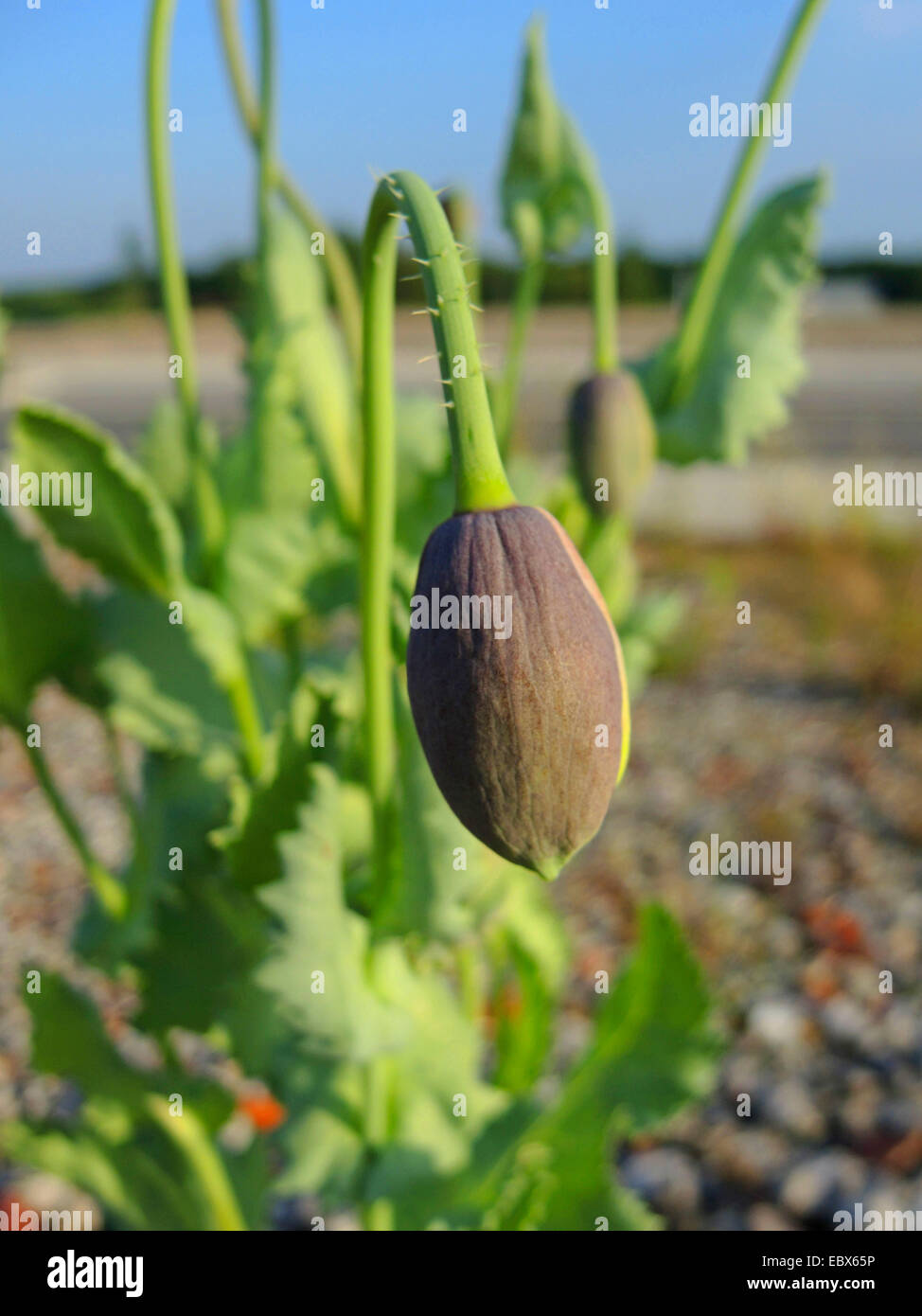 Schlafmohn (Papaver Somniferum), Knospe, Deutschland, Nordrhein-Westfalen Stockfoto