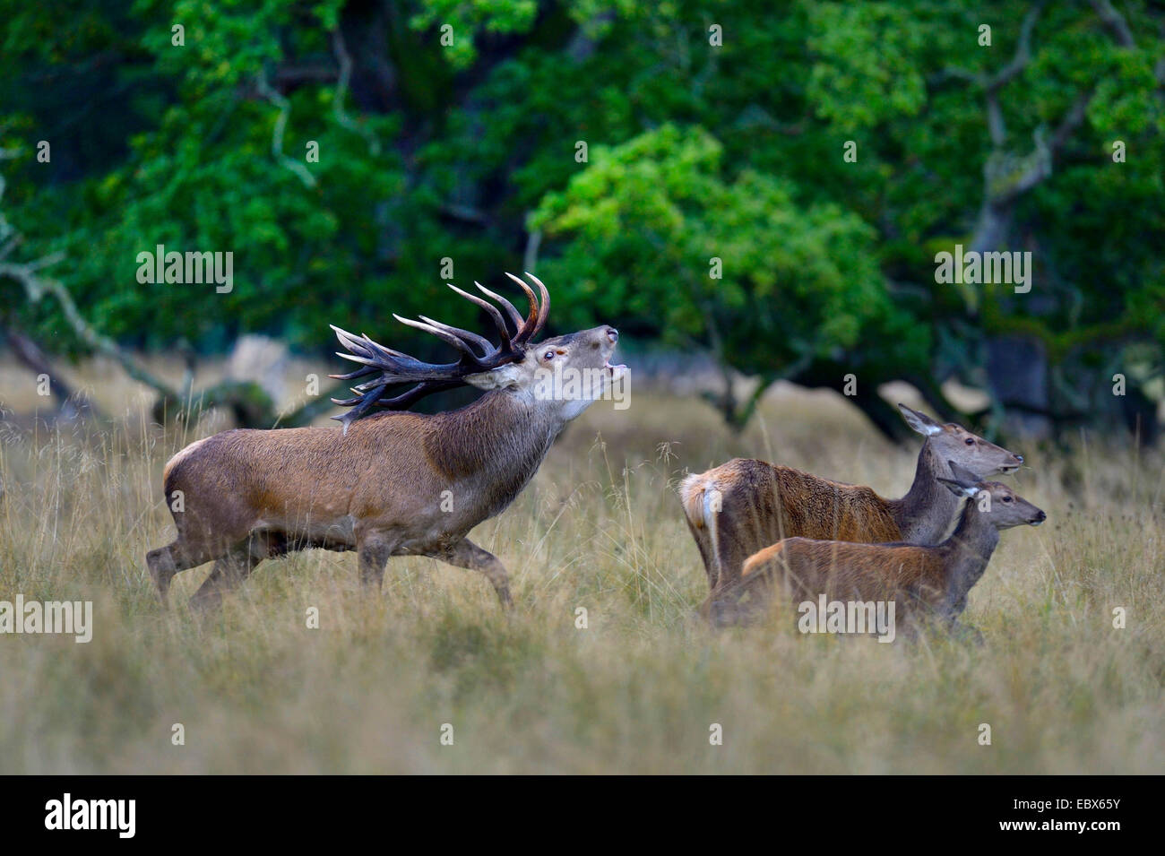 Rothirsch (Cervus Elaphus), wilden Hirsch jagt ein Hauch und ein Jungtier entfernt, Dänemark Stockfoto