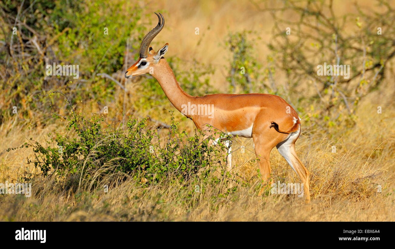 Gerenuk (Litocranius Walleri), männliche in ist Lebensraum im Morgenlicht, Kenya, Samburu National Reserve Stockfoto