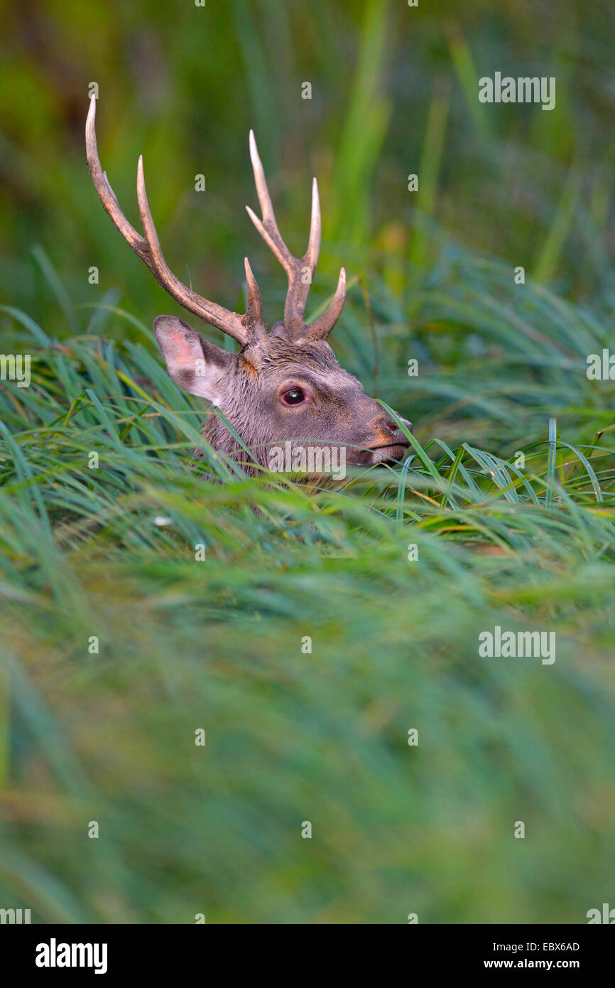 Sika-Hirsche, zahm Sika Hirsch, Hirsch (Cervus Nippon), Sicherung von hohem Gras, Dänemark zu zähmen Stockfoto