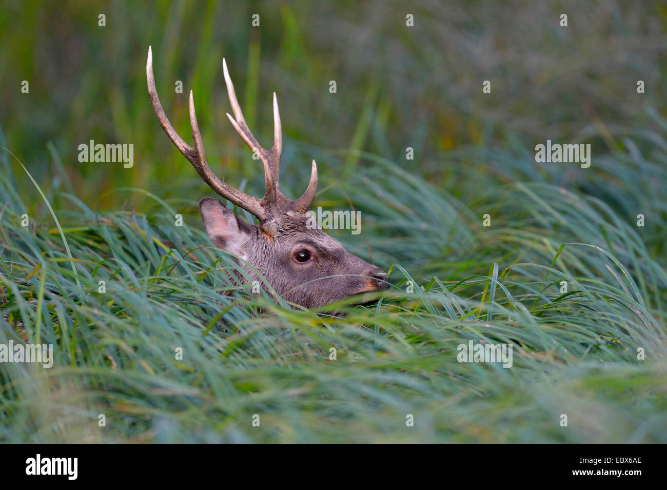 Sika-Hirsche, zahm Sika Hirsch, Hirsch (Cervus Nippon), Sicherung von hohem Gras, Dänemark zu zähmen Stockfoto
